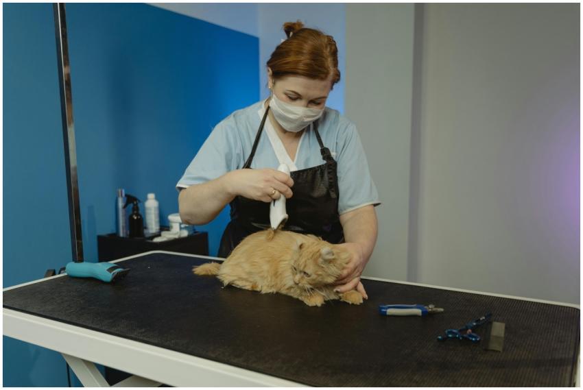 A skilled pet groomer trims the fur of a calm tabb
