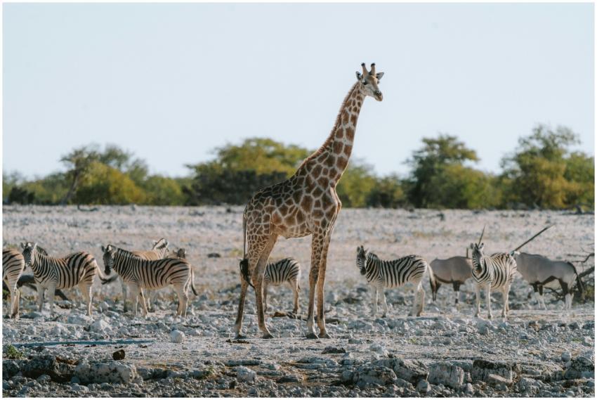 Giraffe and zebras roaming the savannah at Etosha