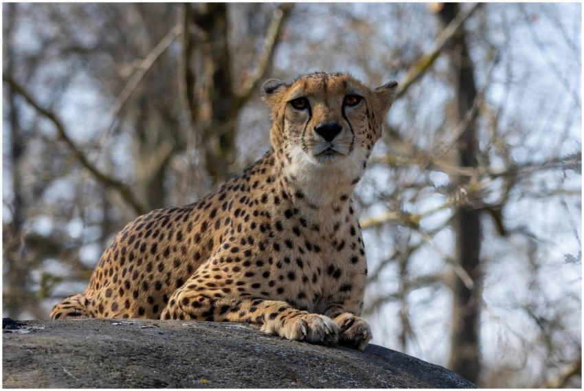 Close-up of a cheetah perched on a rock in a seren