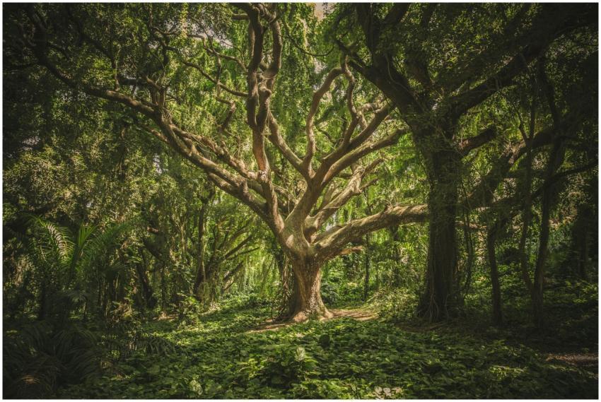 Captivating view of a sprawling ancient tree in a