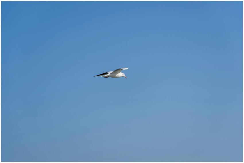 A serene image of a seagull soaring in a clear blu