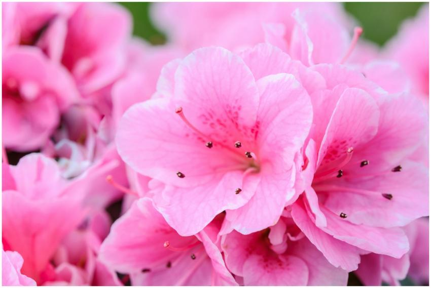 Vibrant close-up of pink azalea flowers in full bl