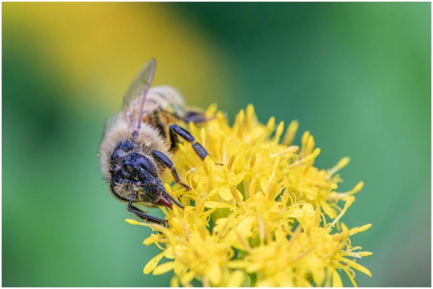 Close-up of a honey bee gathering pollen from a vi
