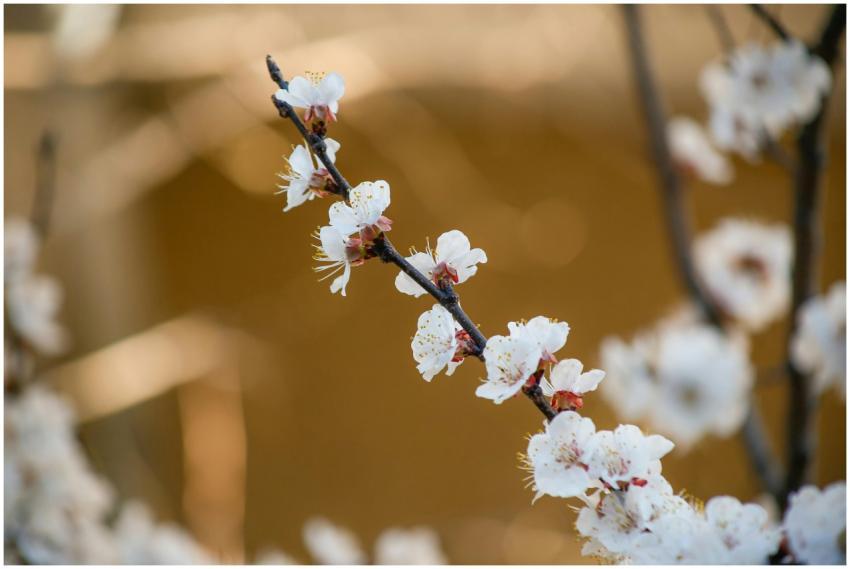 Delicate white blossoms on a branch captured in be