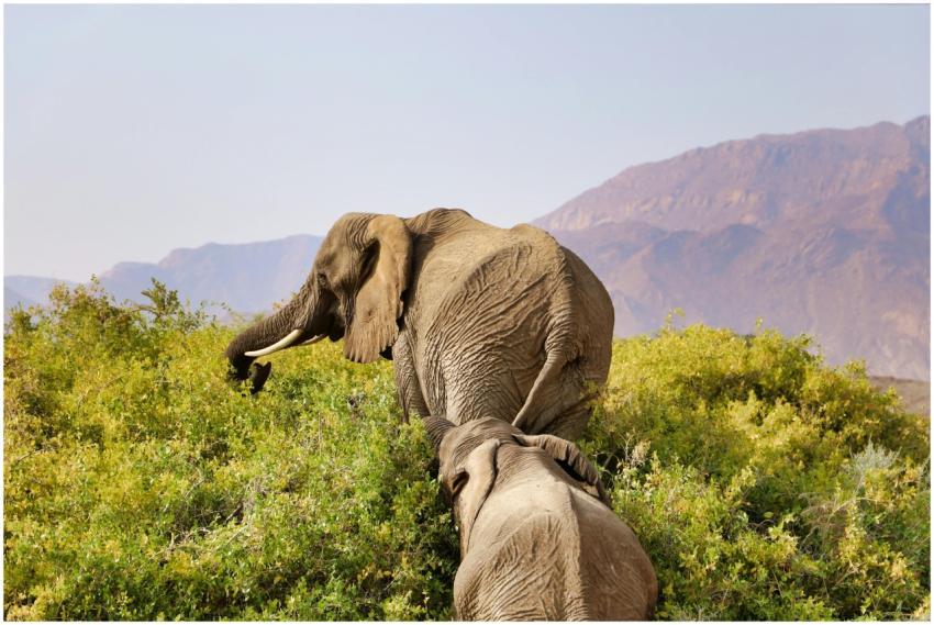 Two African Elephants Grazing
