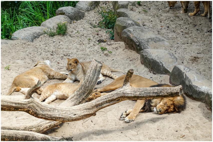 A group of lions resting on sandy ground, showcasi