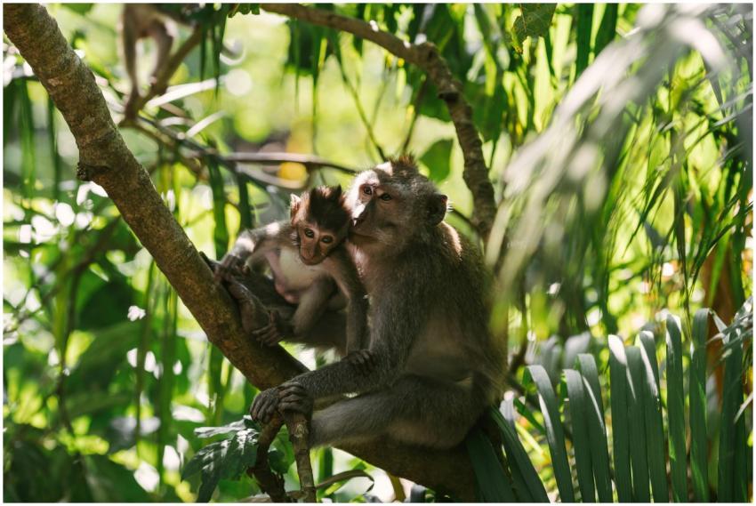 Tender moment of a mother and baby monkey sitting