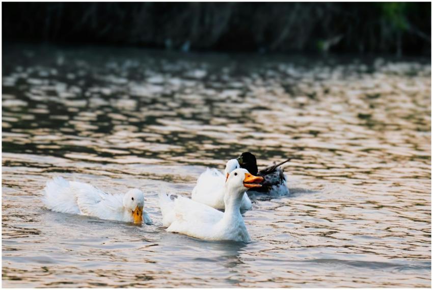 A group of ducks enjoying a peaceful swim on a ser