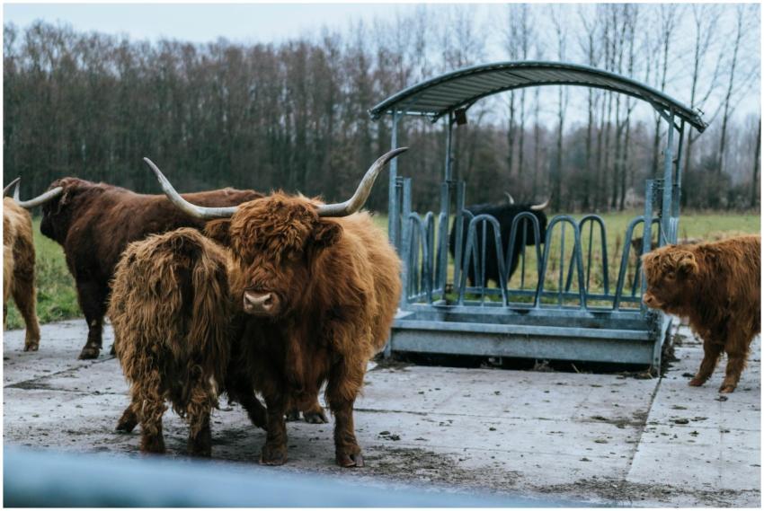 A herd of Highland cattle with distinctive long ho