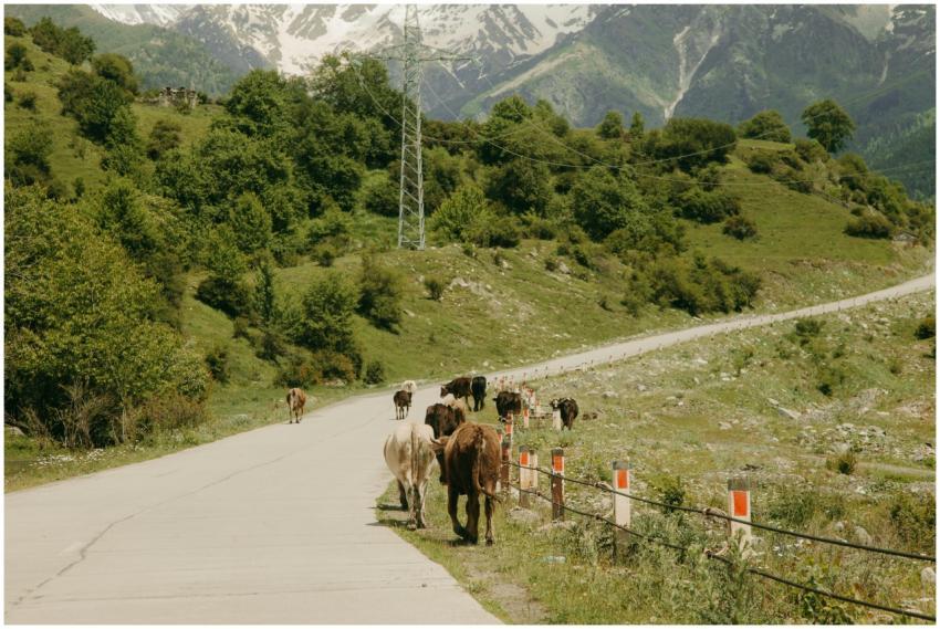Cattle walking along a road in a lush mountainous