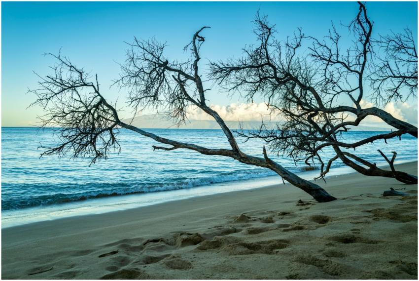 A peaceful beach scene with a sunlit bare tree and