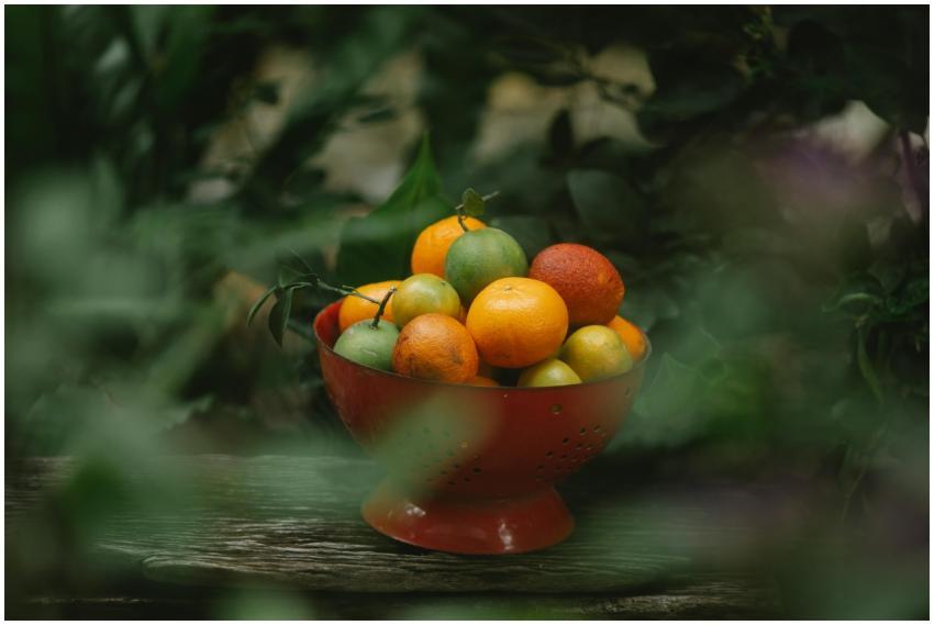 View through blurred foliage of fresh ripe oranges