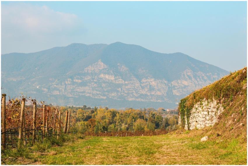 Vineyard rows with mountain backdrop in Brescia, I