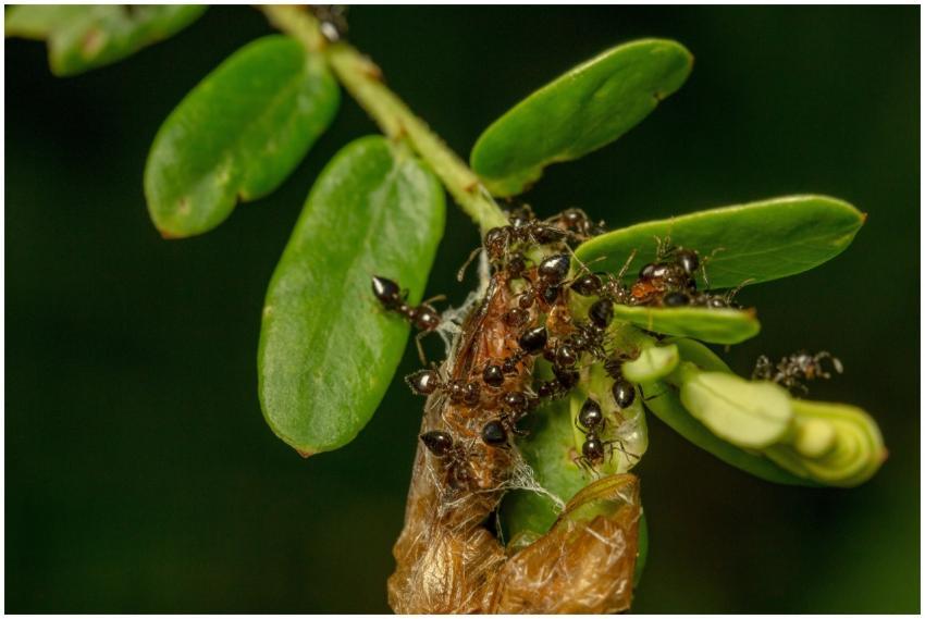Close-up macro photography of ants crawling on gre