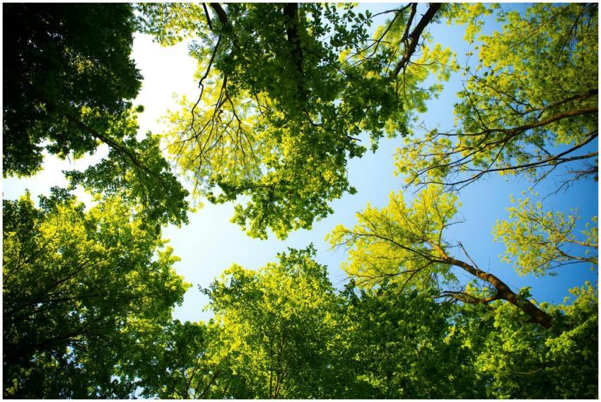Looking up through vibrant green tree canopy with