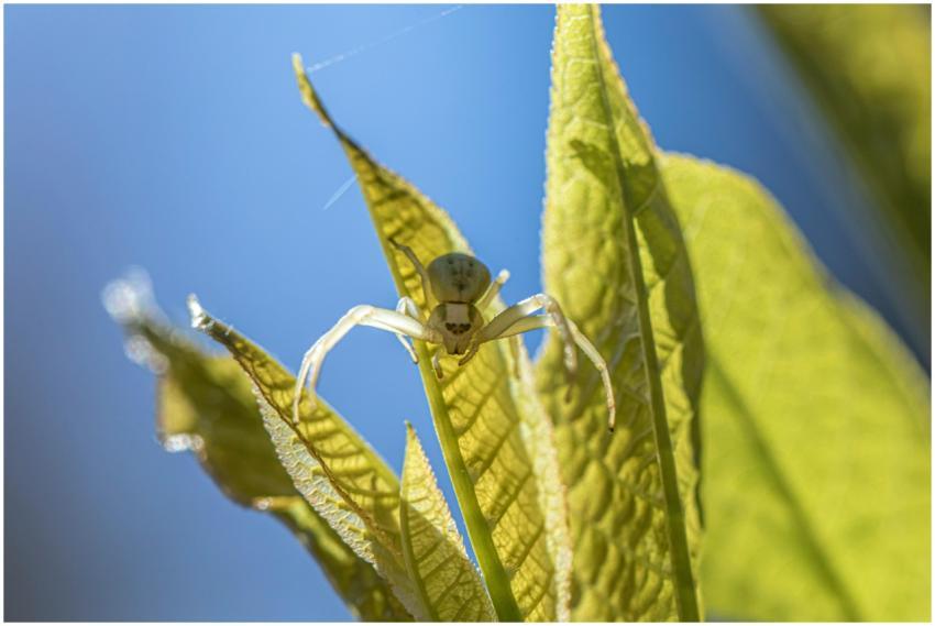 Close-up image of a crab spider on a vibrant green