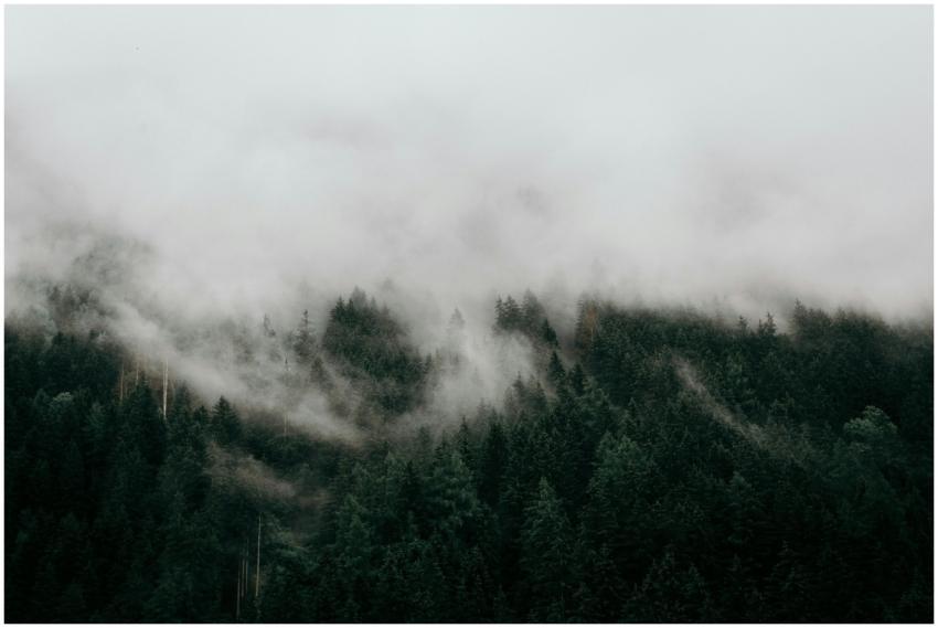 A captivating view of a foggy forest with mist env