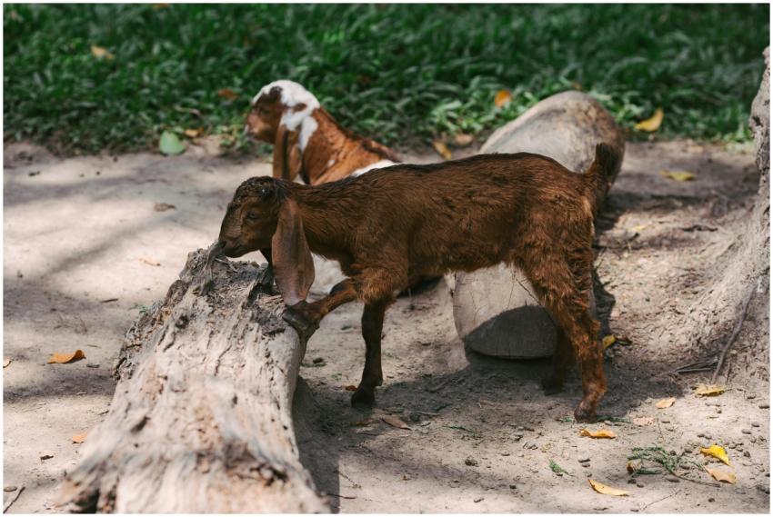 A brown goat standing on a dead tree log in a natu