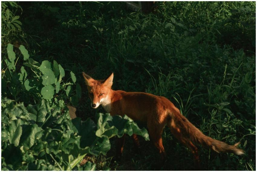 A red fox stands amidst green foliage in natural d