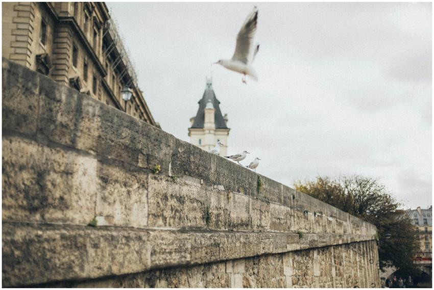 Seagulls flying and perched near a historic stone