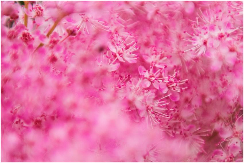 Close-up of delicate pink flowers in full bloom wi