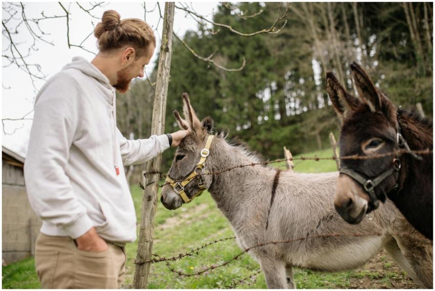 A man gently interacts with donkeys by a fence in