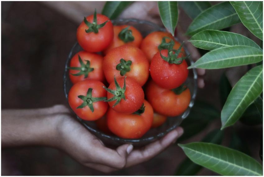 Close-up of freshly picked cherry tomatoes held in