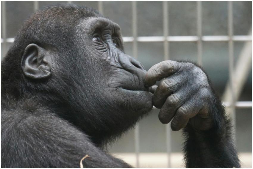 Close-up of a gorilla deep in thought inside a zoo