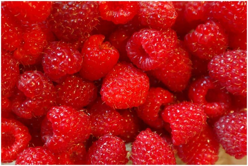 A close-up shot of vibrant red raspberries, fresh