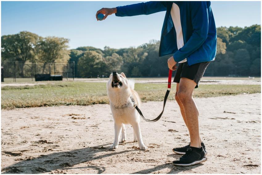 A man plays fetch with his dog in a sunny park, ca