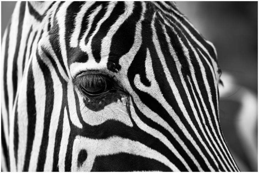 Detailed black and white close-up of a zebra's str