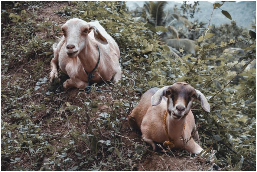 Two domestic goats resting amidst lush greenery on