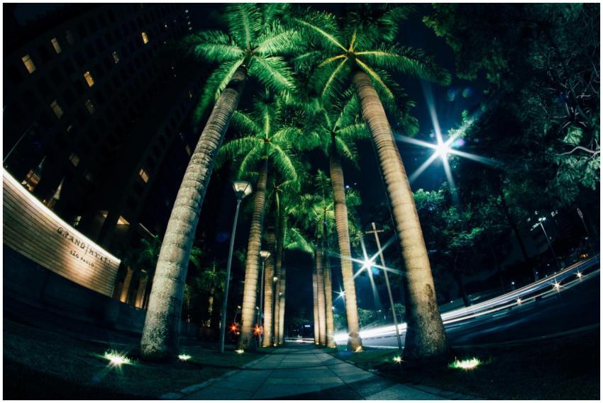 Fisheye view of illuminated palm trees lining a si