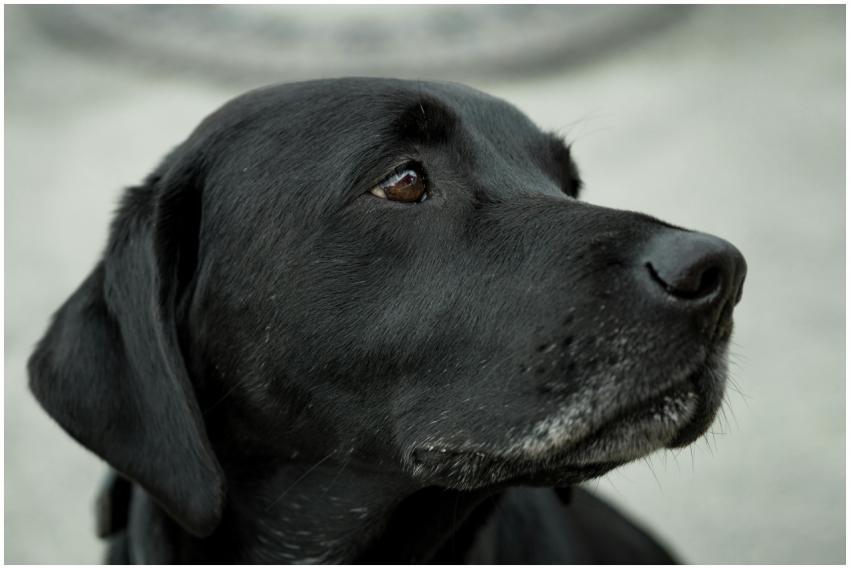 A close-up shot of a black Labrador Retriever with