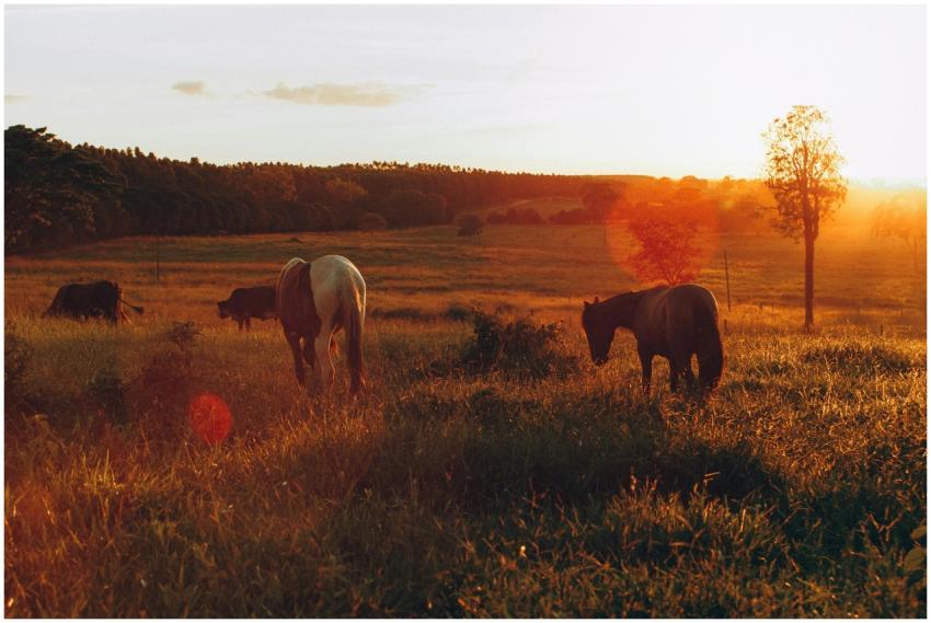 A serene scene of horses grazing in a golden field