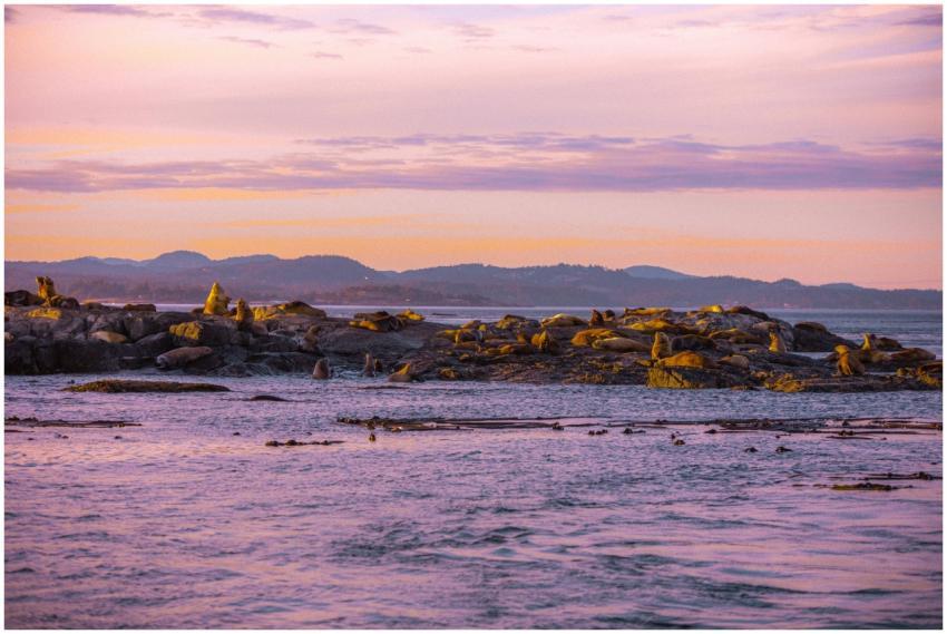 Seals bask on a rocky shore in Victoria, BC at sun