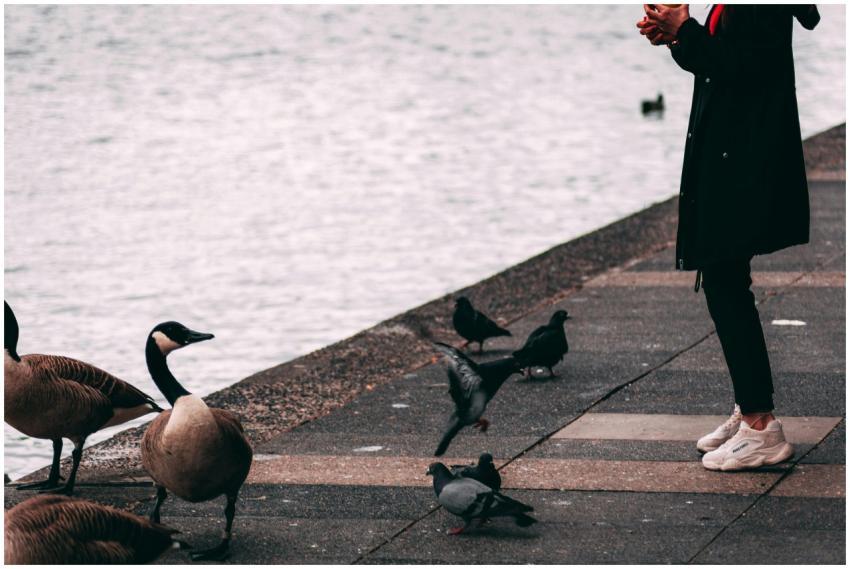 A person feeding birds including geese and pigeons