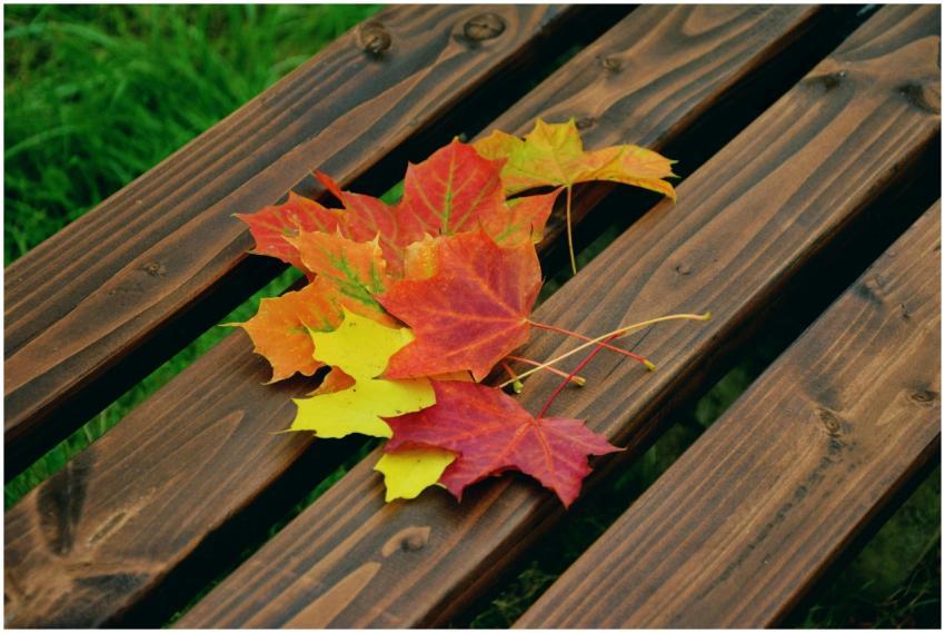 Bright autumn leaves scattered on a wooden bench,