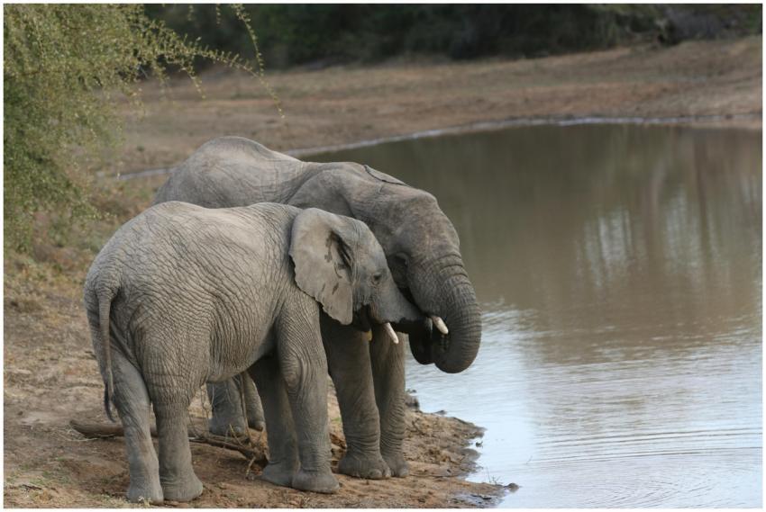 Two African elephants drinking at a watering hole