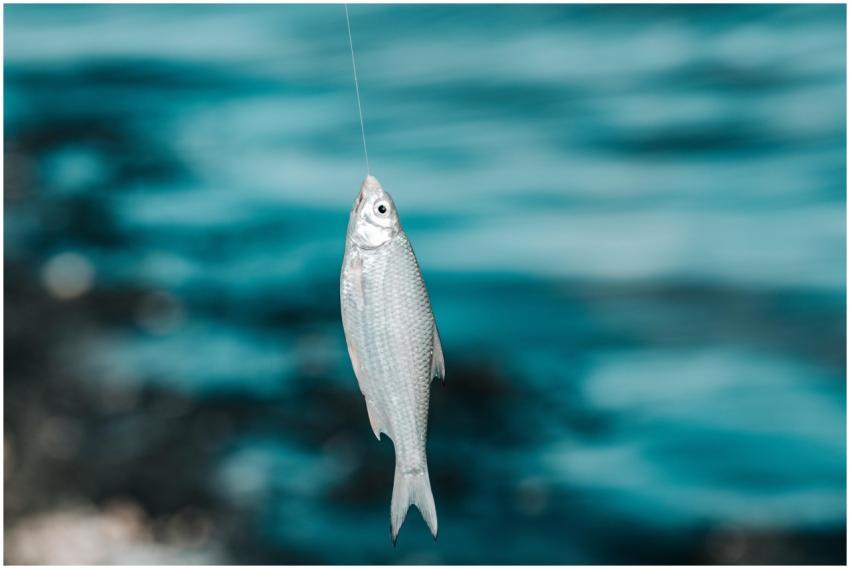 A detailed shot of a fish caught on a hook with a