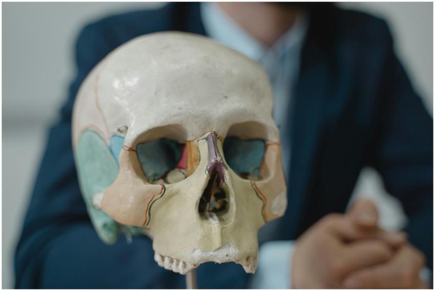 Close-up of a colorful anatomical skull model in a