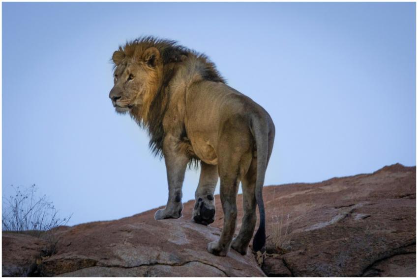 A regal male lion stands on a rock, showcasing its