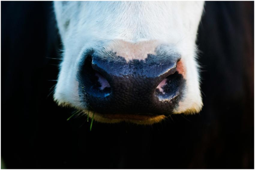 Detailed close-up of a cow's nose showcasing uniqu