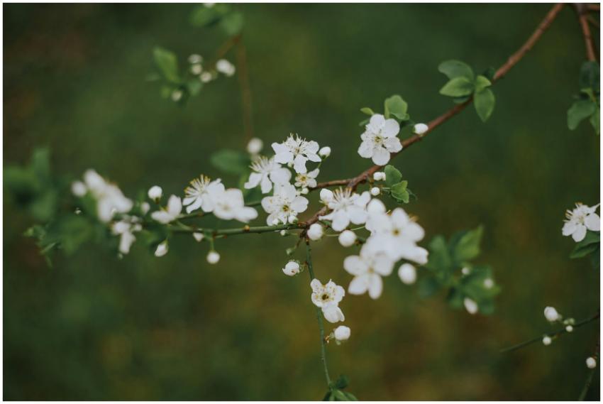 Delicate white cherry blossoms on a branch during