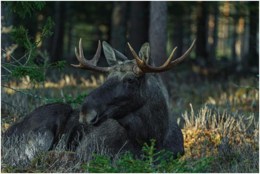 Capture of a moose resting in a sunlit forest, sho