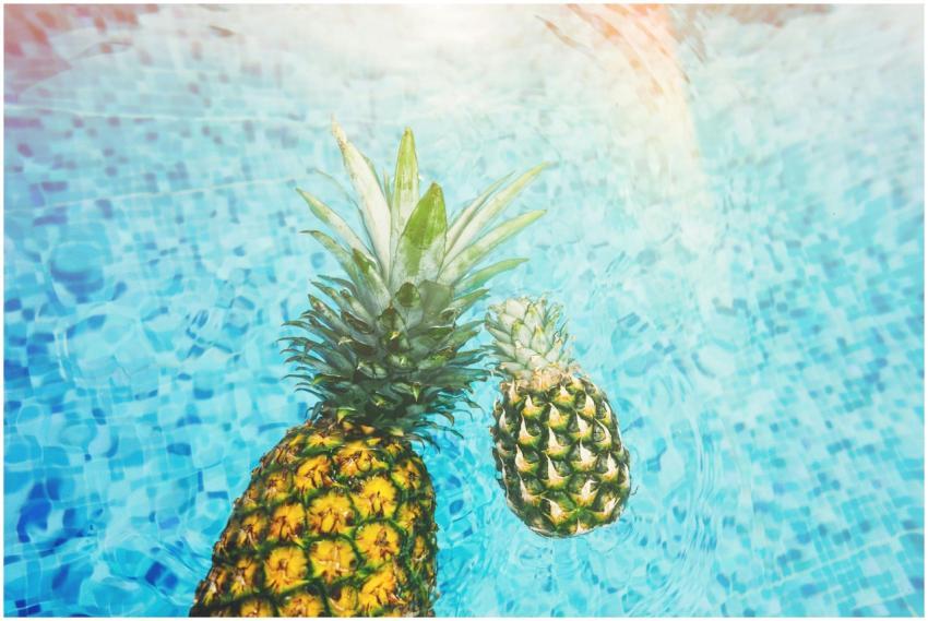 Two vibrant pineapples float in a sunlit swimming