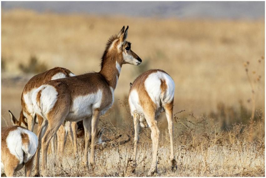 A small group of pronghorn antelopes in a natural