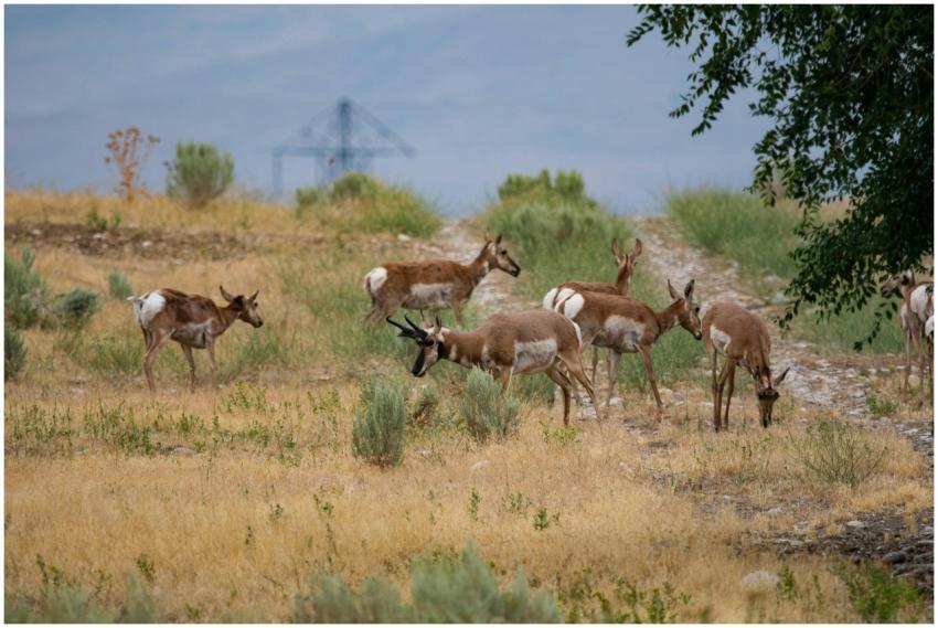 A herd of pronghorn antelope grazing in a grassy f