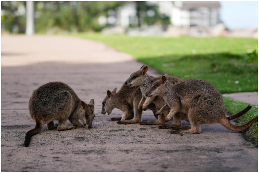 Group Wallabies Grazing Path