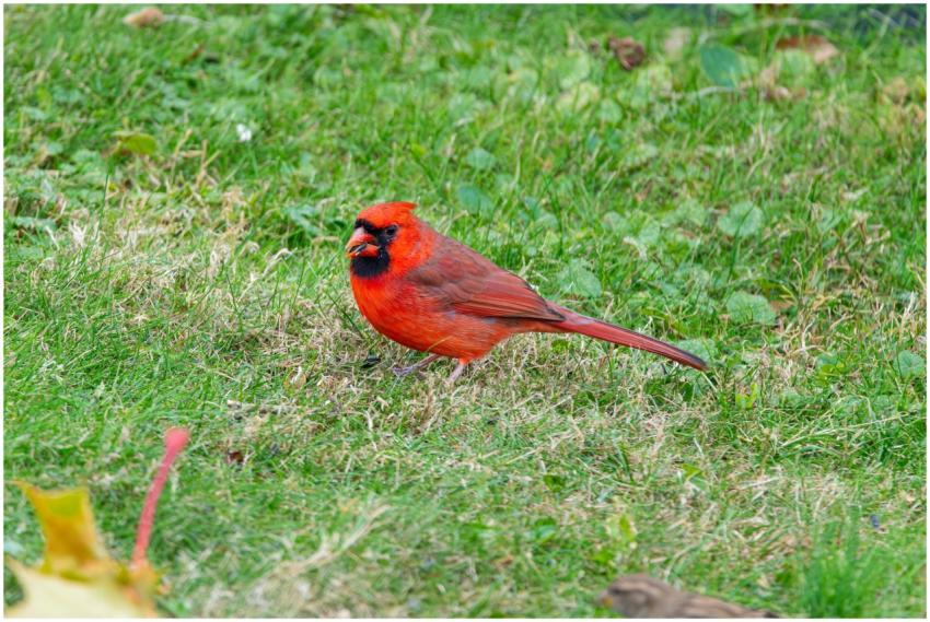 Free stock photo of cardinal, dove